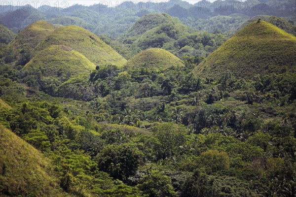 Chocolate Hills