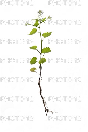 Garlic mustard