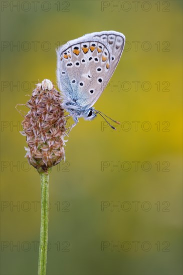 Chalkhill Blue