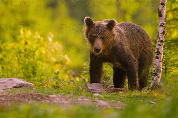 Brown bear