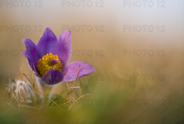 Pasque flowers