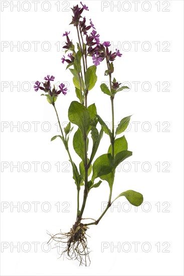 Red campion