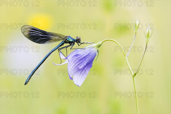 Banded demoiselle