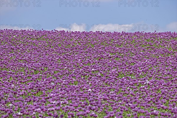 Opium poppy