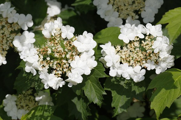 Guelder rose