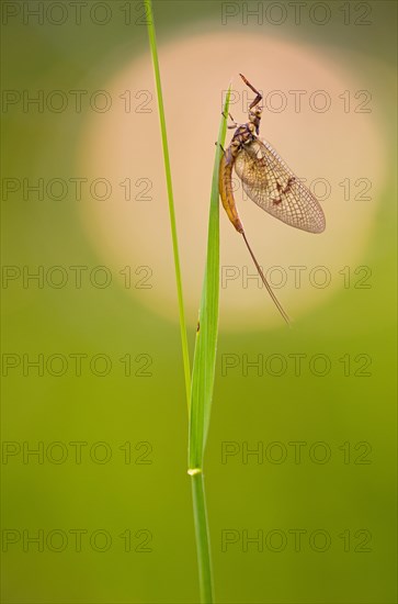 Mayfly