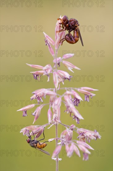 Thick-headed fly