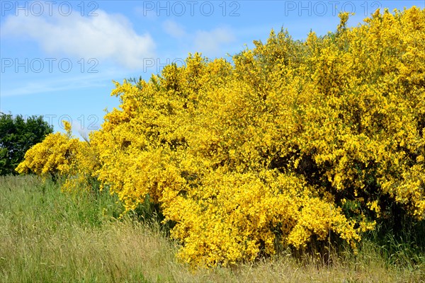 Blooming Common broom