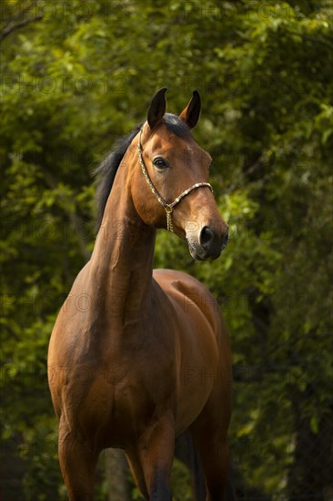 Portrait of a bay Warmblood gelding with halter