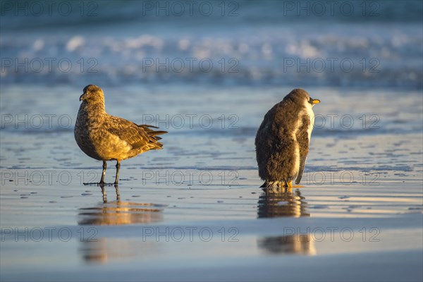 Great skua