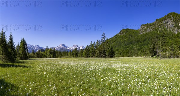 Meadow with white daffodils