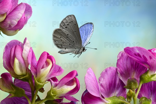 Holly Blue