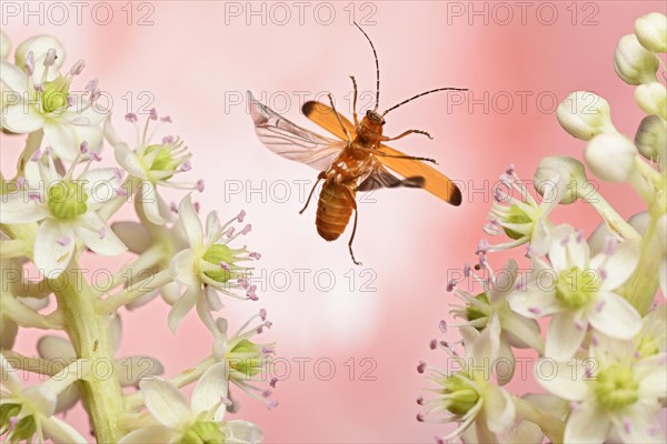 Common red soldier beetle