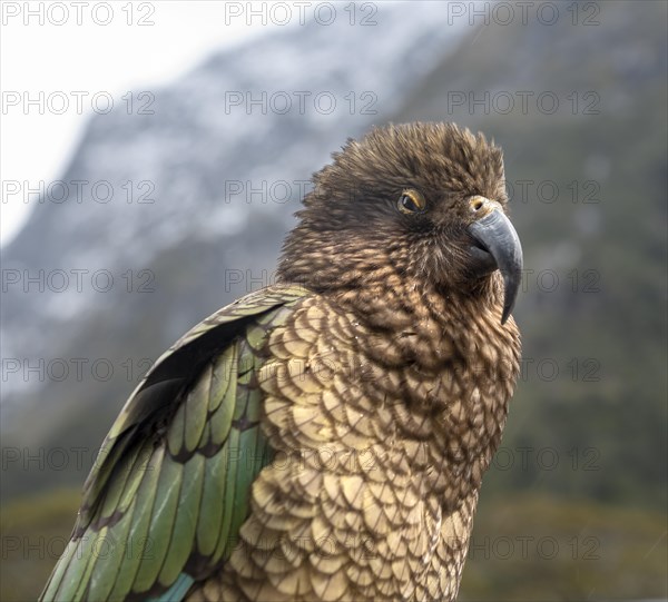 Kea