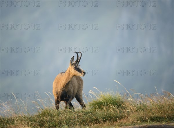 Chamois