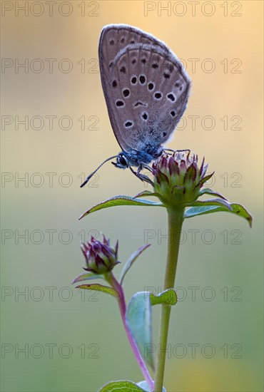 Mountain Alcon blue