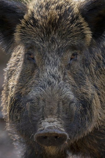 Wild boar