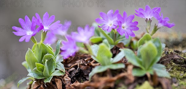 Stinking primrose