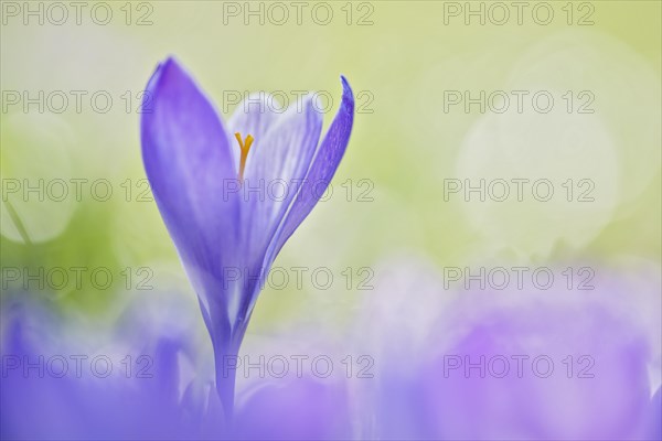 Woodland crocus