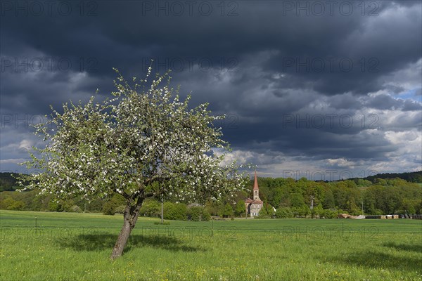 Blooming Apple tree