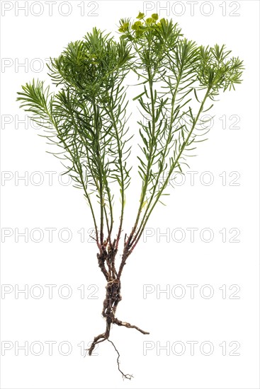 Cypress Spurge