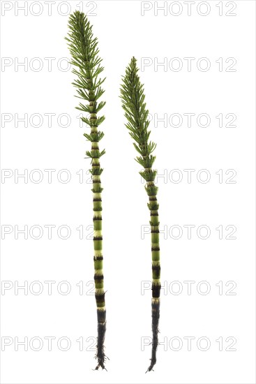 Field horsetail