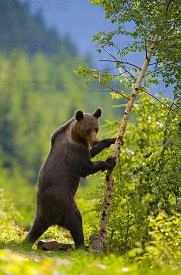 Brown bear