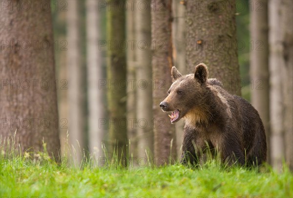 Brown bear