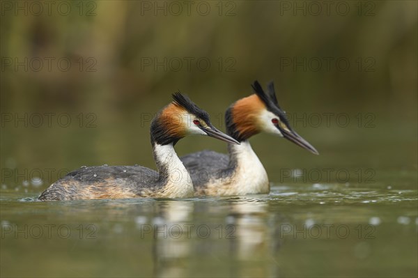 Great crested grebe