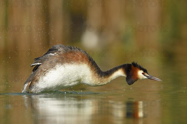 Great crested grebe