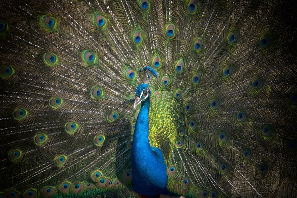 Indian peafowl