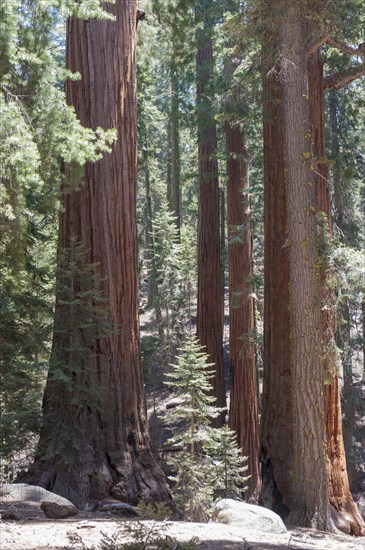 Logs in the forest