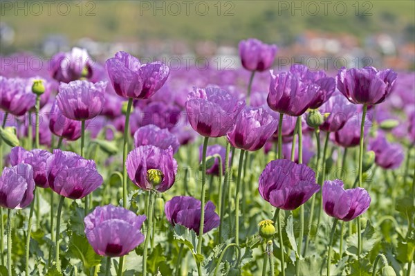 Opium poppy