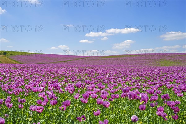 Opium poppy