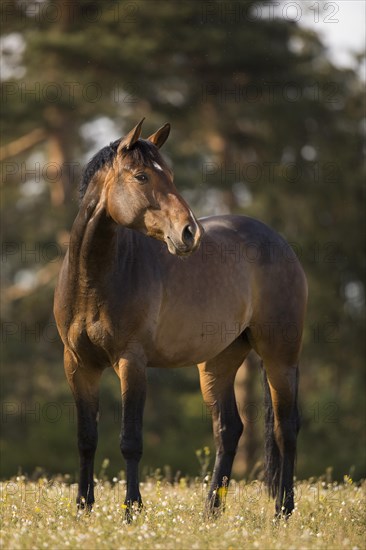 Statue Brown Holstein mare in the pasture