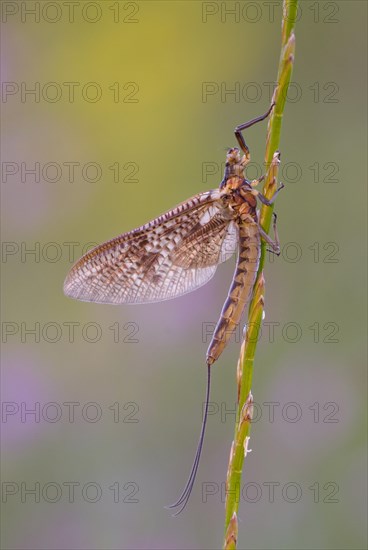 Mayfly