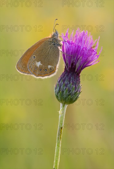 Chestnut Heath