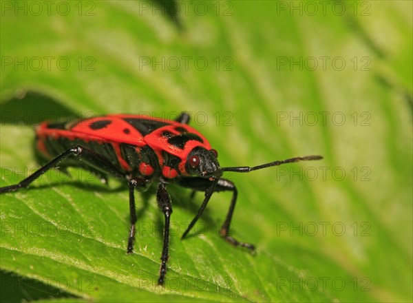 Pyrrhocoridae