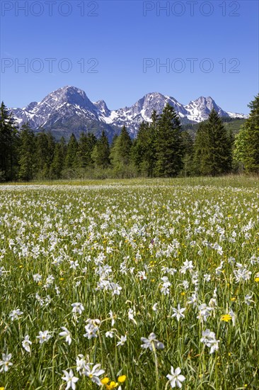 Meadow with white daffodils