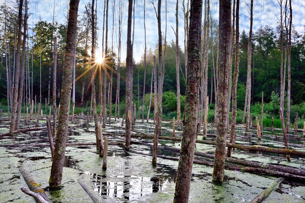 Lake created by beaver feeding at sunrise