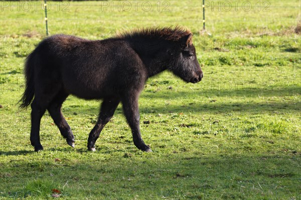 Shetland pony