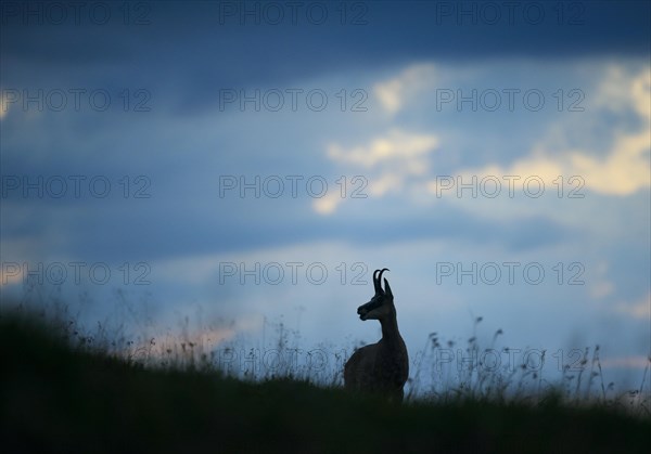 Chamois