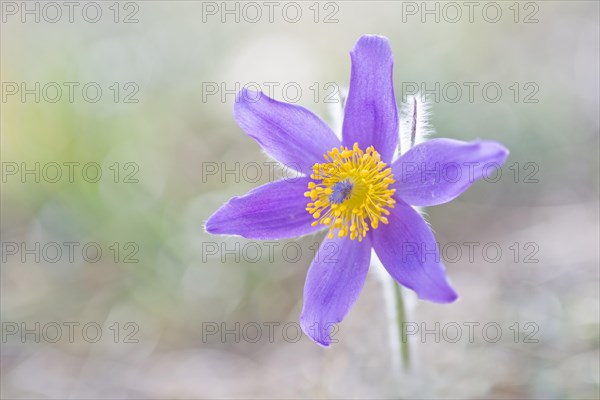 Pasque flower