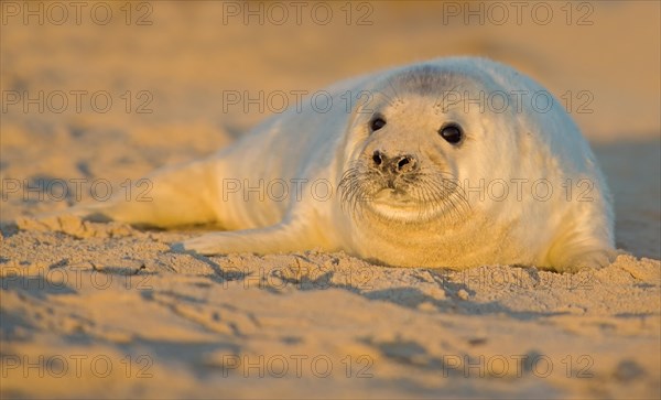 Grey seal