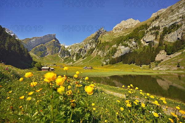 Flowering Marsh marigolds