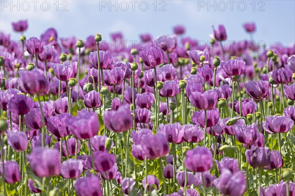 Opium poppy