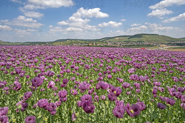 Opium poppy