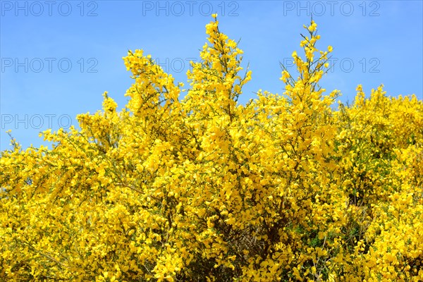 Blooming Common broom