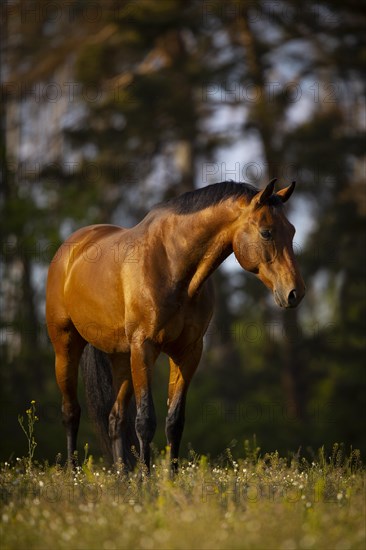 Portrait of a bay Warmblood gelding on a meadow