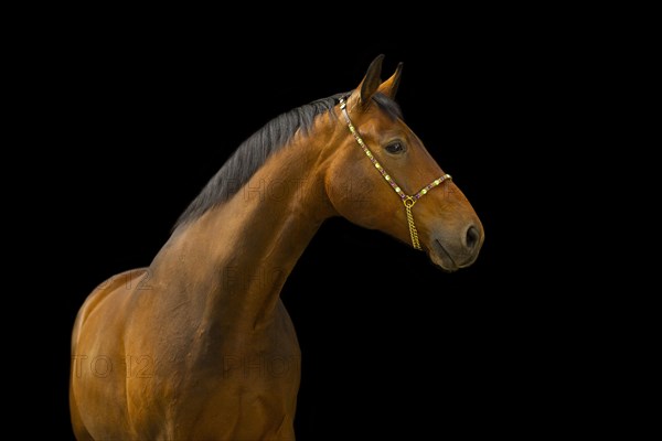 Portrait of a bay Warmblood gelding with halter in front of a black background
